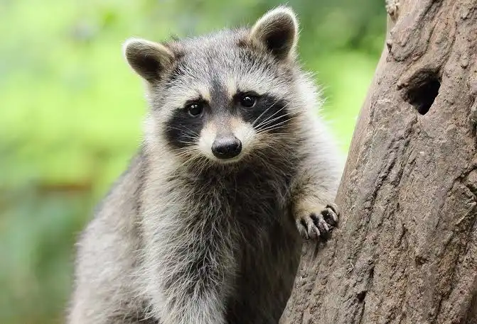 Animal 1