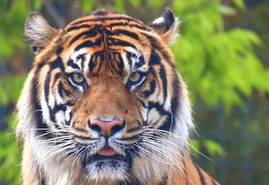 Animal 3