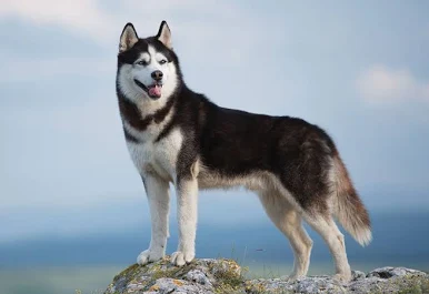 Animal 4